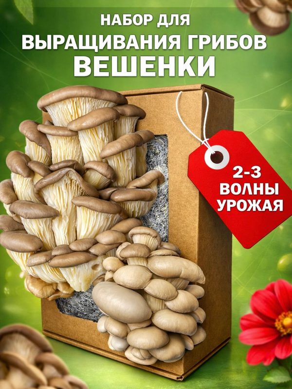 Набор для выращивания Грибницы Вешенки поГрибок, с мицелием грибов, субстратом и перчатками