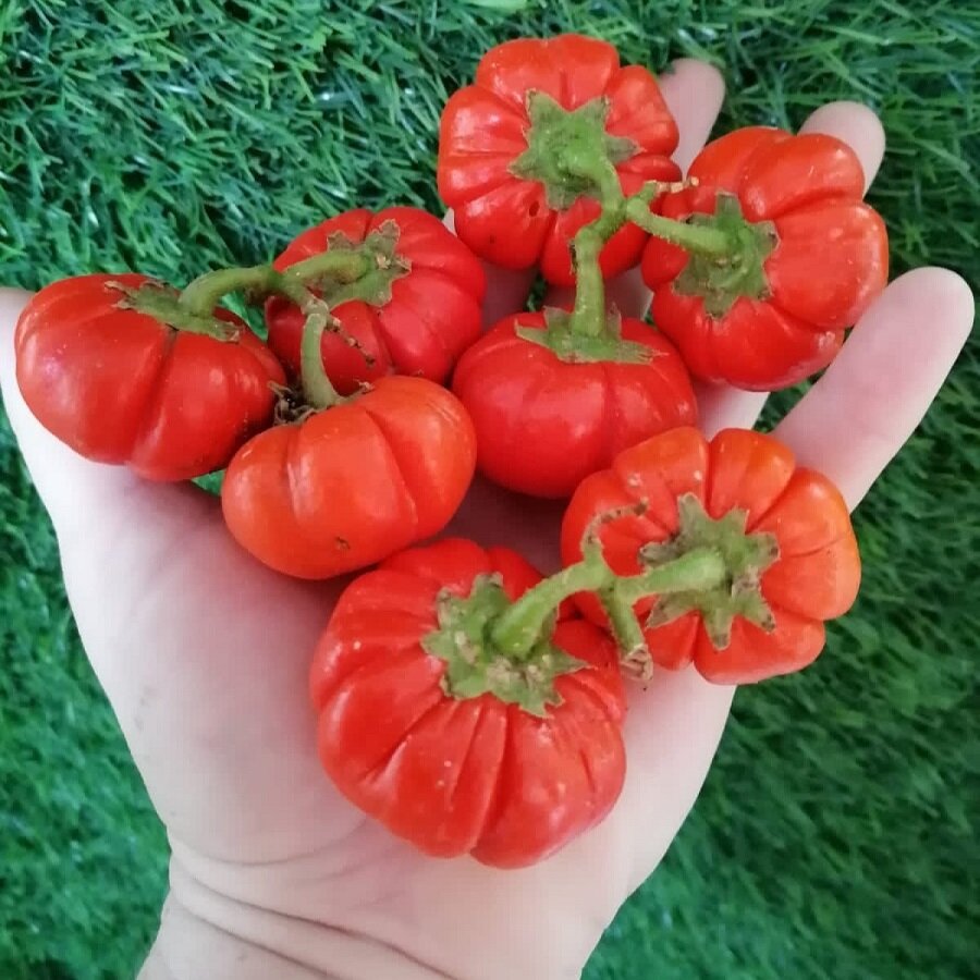 Семена Орешка Баклажан эфиопский красный ребристый 5 ШТ