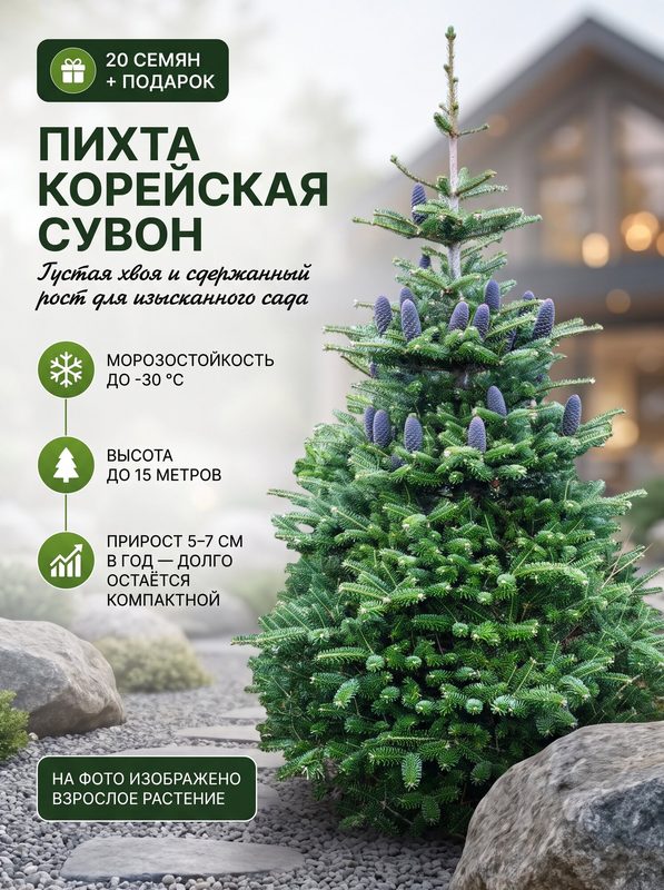 Пихта Корейская Сувон, Семена, 20 шт, семена хвойных деревьев