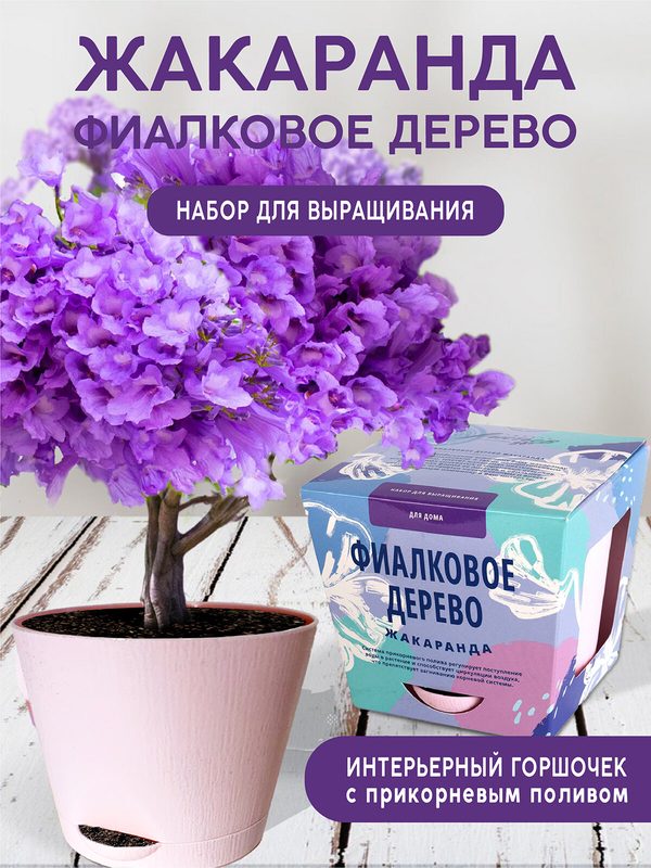Фиалковое дерево Набор для выращивания растений от бренда "Тысяча листьев "