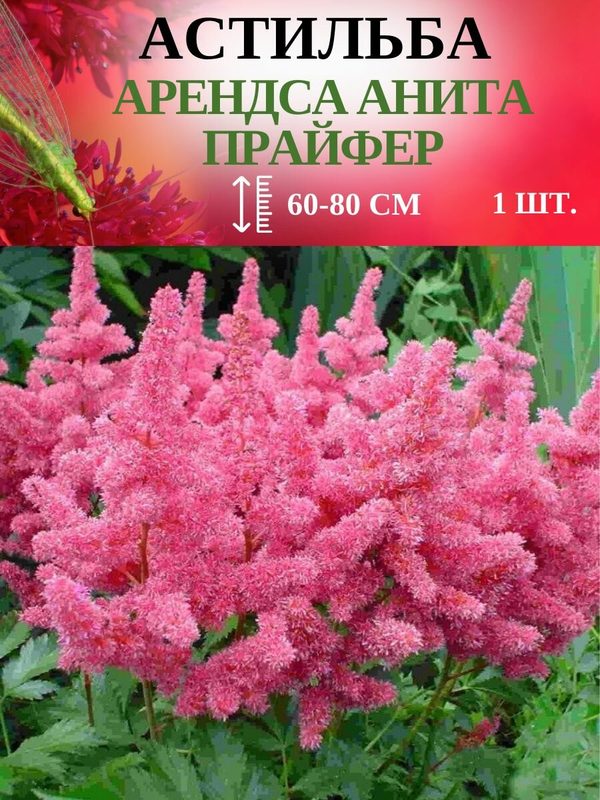 Арендса Анита Прафайфер