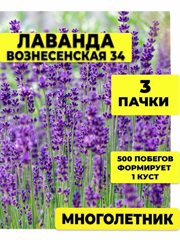 Семена лаванды многолетней зимостойкой Вознесенская 34, набор 3 пакетика по 0,05 г, узколистная, для открытого грунта
