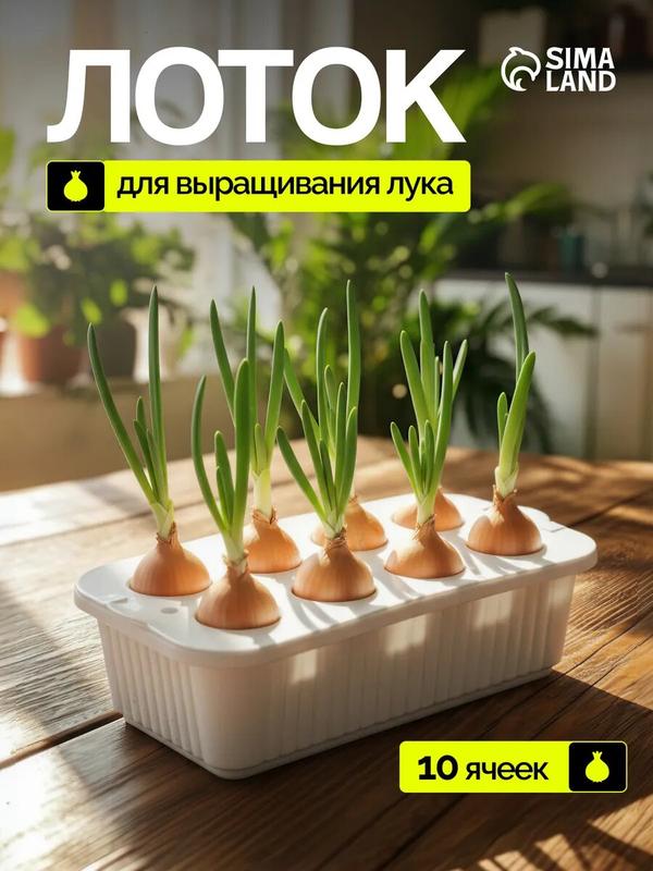 Ящик для выращивания зелёного лука, 29 × 16 × 8,5 см, 2,5 л, 10 лунок, пластик, белый, Greengo