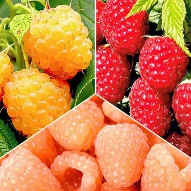 Комплект Гиганты малины из 3 сортов / морозостойкие , ремонтантные сорта