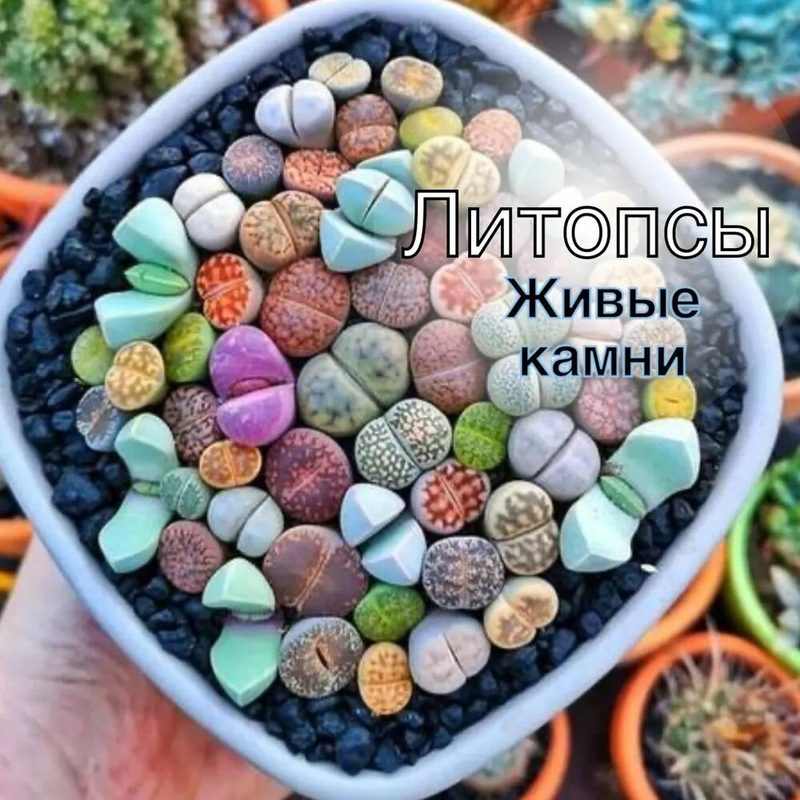 Литопсы живые камни семена 20 шт. Микс