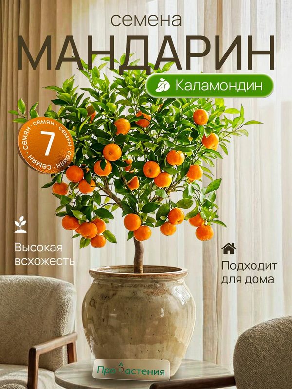Семена Мандарин 7 штук в наборе отборные Про Растение мандариновое дерево