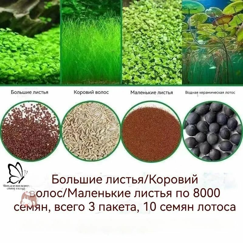 Семена растений для аквариума. Глоссостигма аквариумное растение живое. почвопокровное для акваскейпа пресноводное
