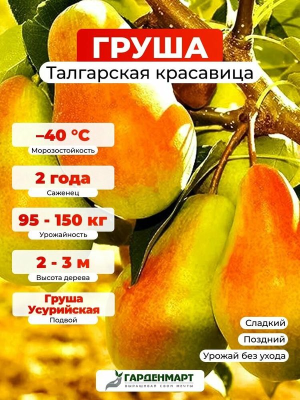 Саженец морозостойкий Груша Талгарская красавица