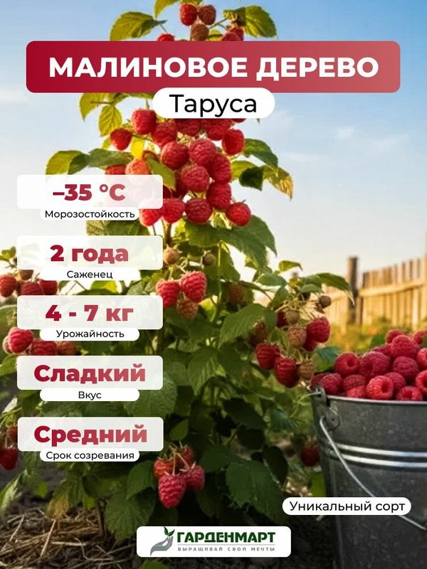 Саженец Малиновое дерево Таруса
