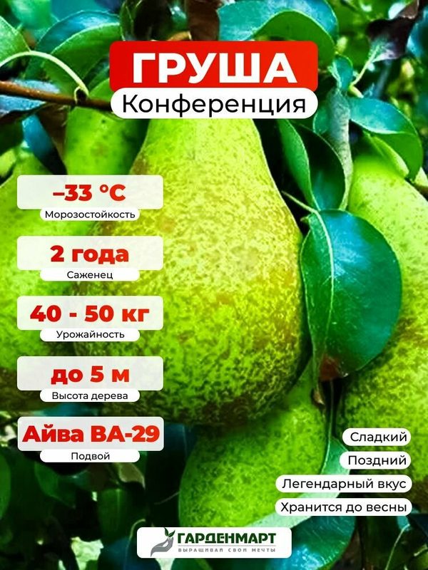 Саженец морозостойкий Груша Конференция