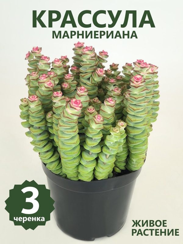 Крассула Марниериана Черенок, суккулент живой, 3 шт