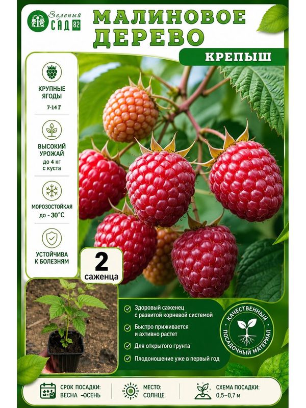 Малиновое дерево бесшипное Крепыш 2 шт