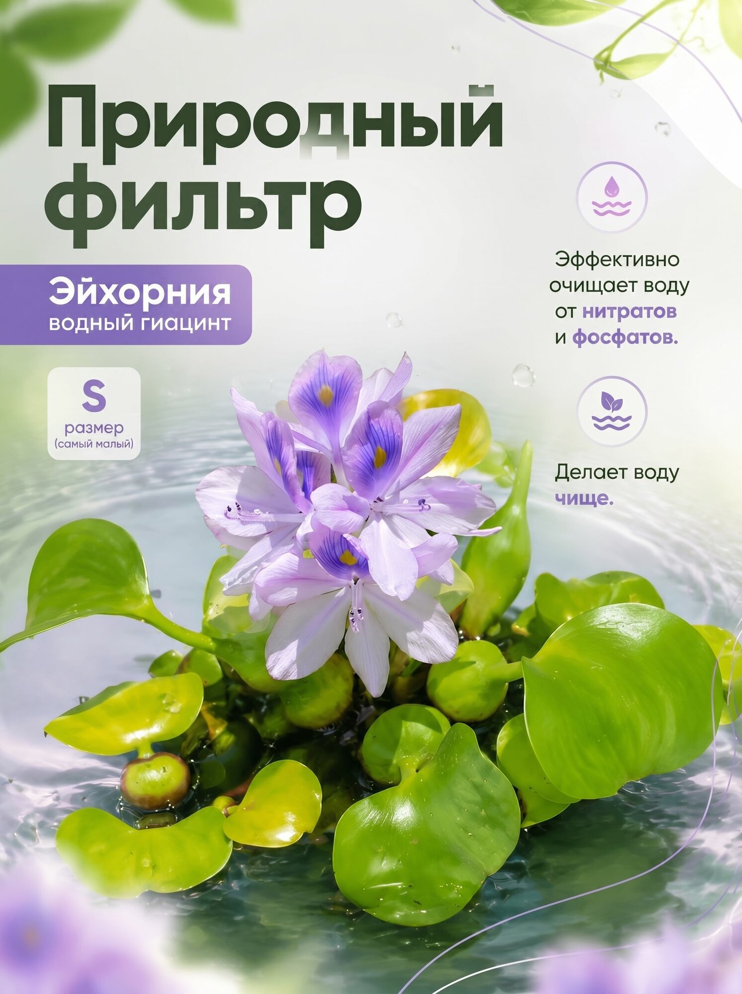 Растение аквариумное живое Эйхорния Водный Гиацинт рзамер S, 1 шт